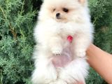 Pomeranian Boo