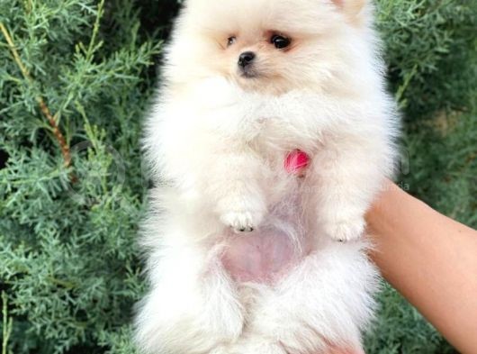 Pomeranian Boo görsel