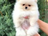 Pomeranian Boo