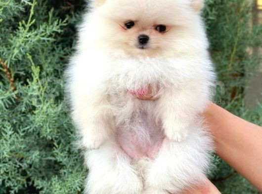 Pomeranian Boo görsel