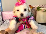 A Kalite Maltipoo Yavrularımız