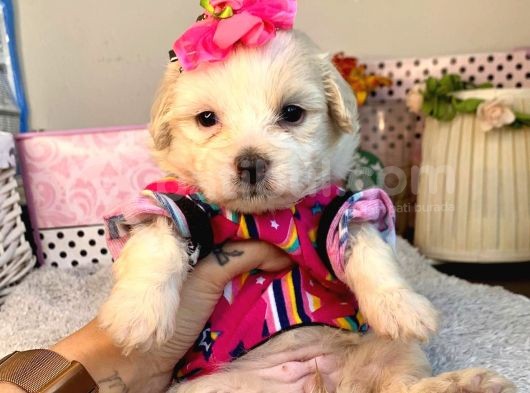 A Kalite Maltipoo Yavrularımız görsel