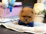 A Kalite Pomeranian Boo Teddy Bear
