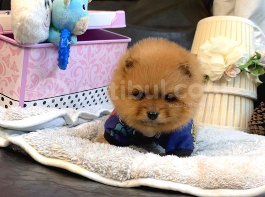 A Kalite Pomeranian Boo Teddy Bear görsel