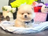 A Kalite Pomeranian Boo Teddy Bear