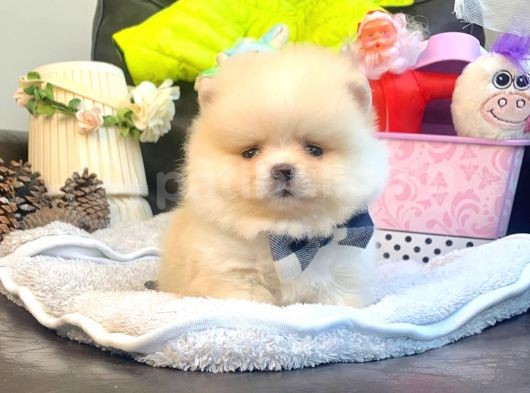 A Kalite Pomeranian Boo Teddy Bear görsel