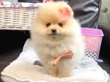 A Kalite Pomeranian Boo Teddy Bear