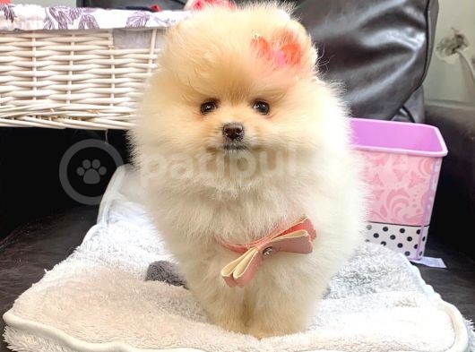 A Kalite Pomeranian Boo Teddy Bear görsel