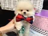 A Kalite Pomeranian Boo Teddy Bear