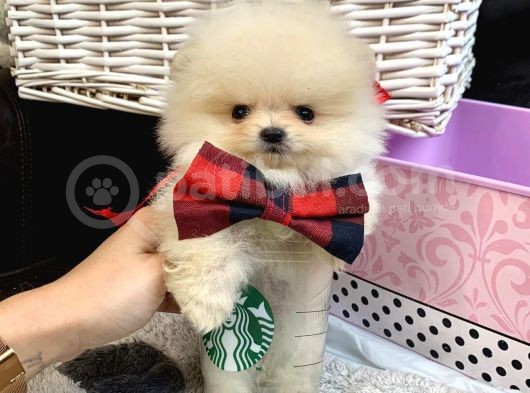 A Kalite Pomeranian Boo Teddy Bear görsel