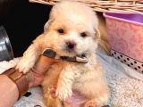 A Kalite Maltipoo Yavrularımız