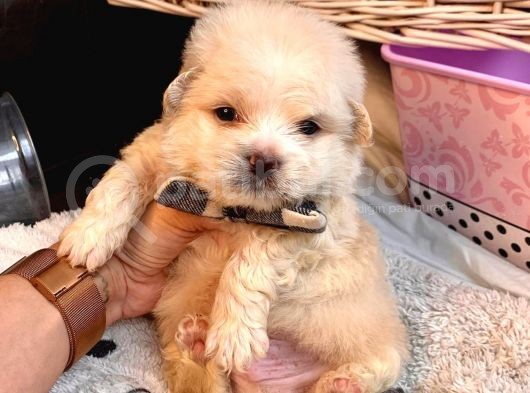 A Kalite Maltipoo Yavrularımız görsel