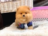 A Kalite Pomeranian Boo Teddy Bear