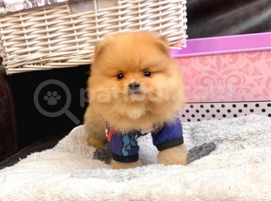 A Kalite Pomeranian Boo Teddy Bear görsel