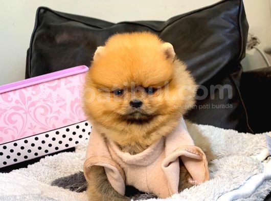 A Kalite Pomeranian Boo Teddy Bear görsel