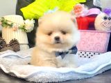 A Kalite Pomeranian Boo Teddy Bear