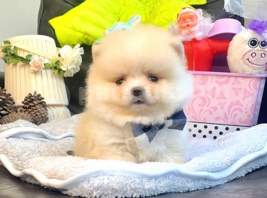A Kalite Pomeranian Boo Teddy Bear görsel