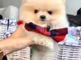 A Kalite Pomeranian Boo Teddy Bear