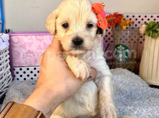 A Kalite Maltipoo Yavrularımız görsel