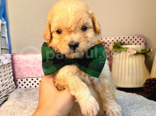 A Kalite Maltipoo Yavrularımız görsel