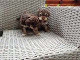 Toy Poodle