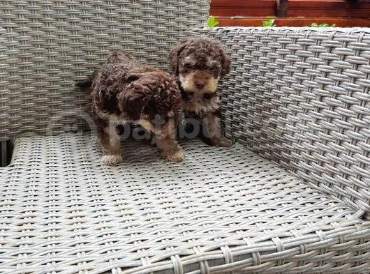 Toy Poodle