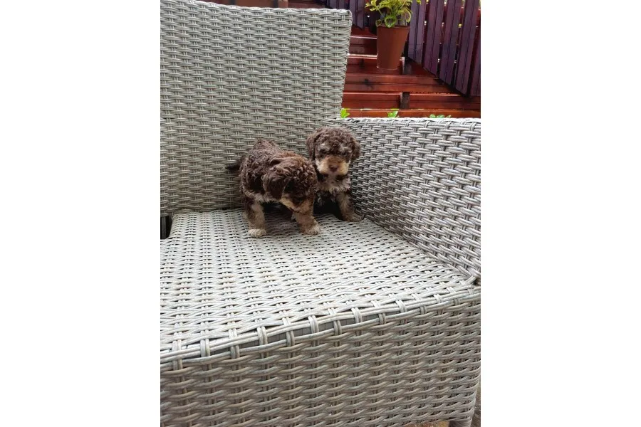 Toy Poodle