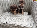 Toy Poodle