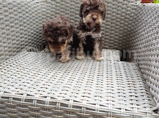 Toy Poodle görsel