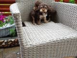 Toy Poodle