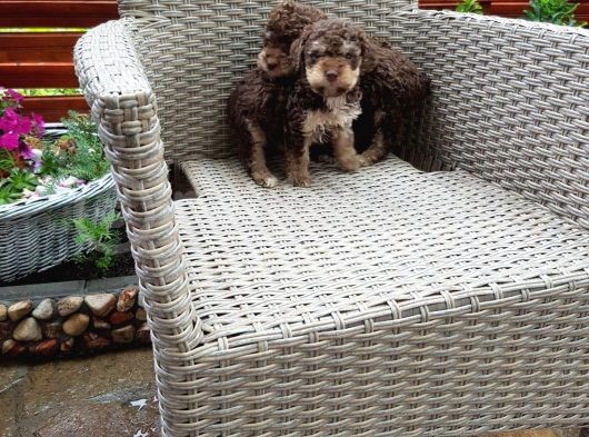 Toy Poodle görsel