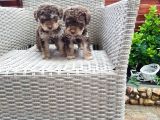 Toy Poodle