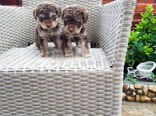 Toy Poodle görsel