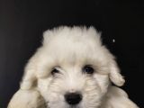 Maltipoo