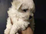Maltipoo