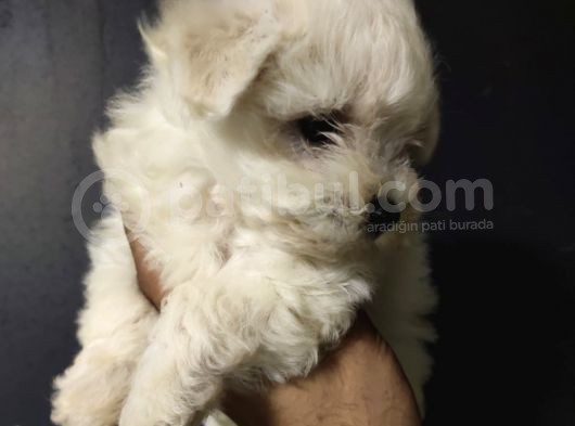 Maltipoo görsel