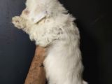 Maltipoo