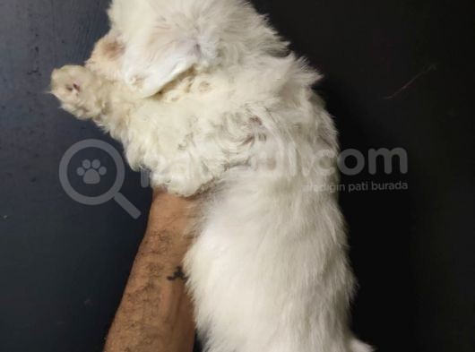 Maltipoo görsel