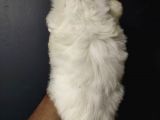 Maltipoo