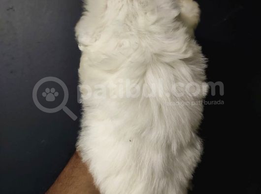 Maltipoo görsel