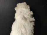 Maltipoo