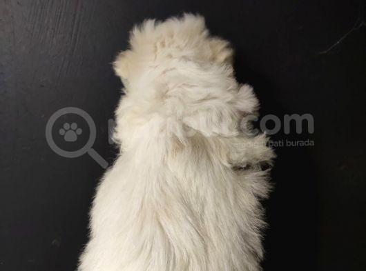 Maltipoo görsel