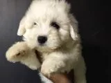 Maltipoo