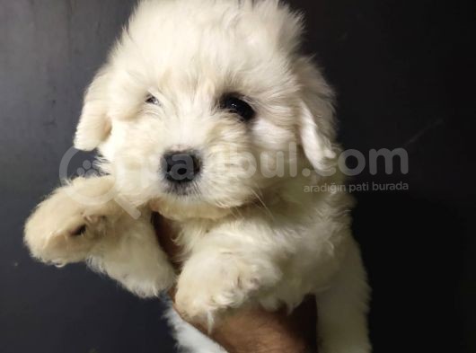 Maltipoo görsel