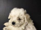 Maltipoo