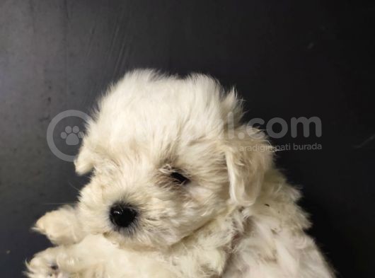 Maltipoo görsel