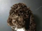 Toy Poodle
