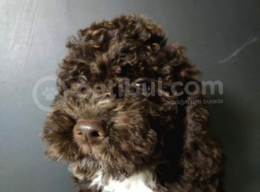 Toy Poodle görsel