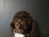 Toy Poodle
