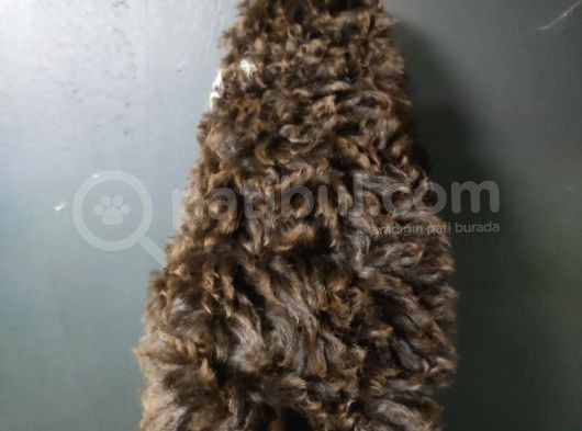 Toy Poodle görsel